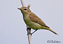 Vireo gilvus